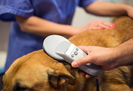 West End Pet Microchipping