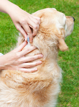 West End Flea and Tick Prevention