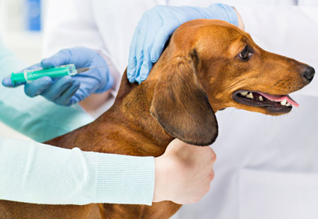 Your West End Pet's Vaccinations